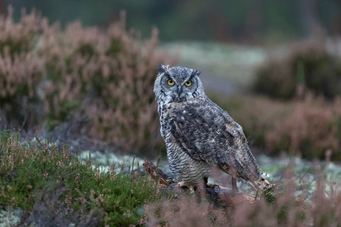 One adult Great horned owl (Bubo virginianus) sitting on the ground between heather. A forest in