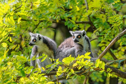 Two ring-tailed lemurs (Lemur catta) sit high up in a tree on a branch between fresh green leaves