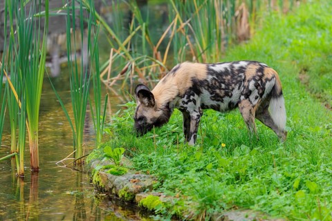 An African wild dog, Lycaon pictus, stands in a green meadow and cautiously approaches a small