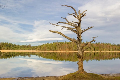 Lake Fohnsee of the Ostersee-group in early morning light