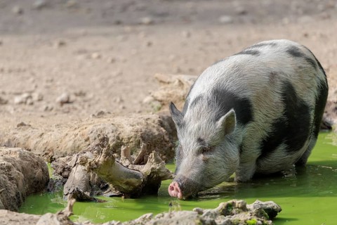 A female Vietnamese pot-bellied pig, Sus scrofa f. domestica, stands in a pond with green water and