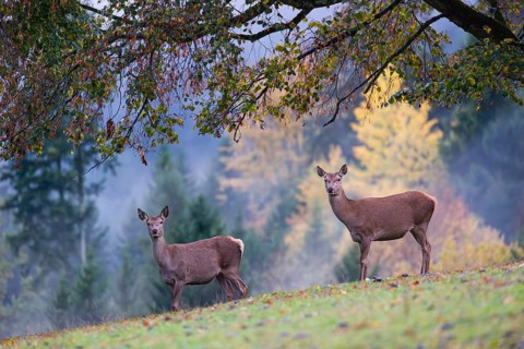 Two red deer hinds (Cervus elaphus) stand in a meadow, A forest with autumn leaves can be seen in