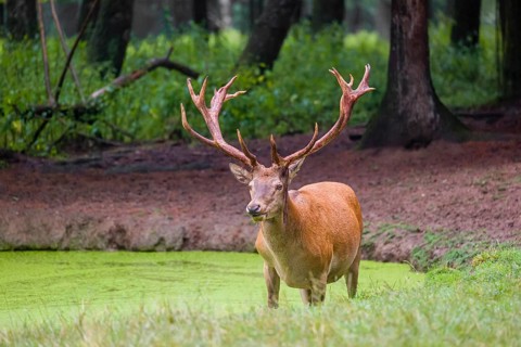 A red deer stag (Cervus elaphus) stands in a pond covered with duckweed