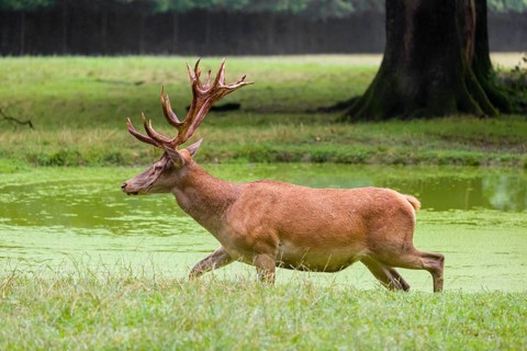 A red deer stag (Cervus elaphus) stands in a pond covered with duckweed