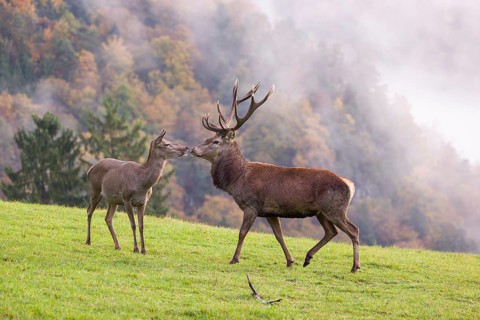 A red deer stag (Cervus elaphus) and a hind are standing in a meadow in hilly terrain. A forest