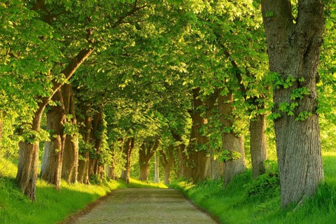 Chestnut avenue in the morning light, old cobblestones, near Binz, island of Rügen,