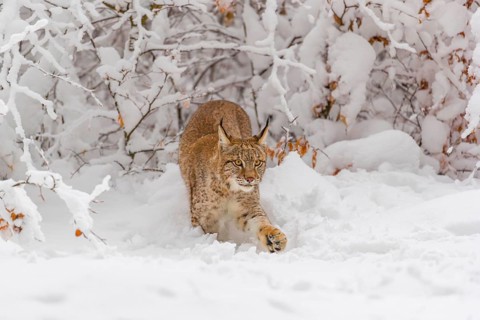 One young male Eurasian lynx, (Lynx lynx), walking through deep snow covered undergrowth in a