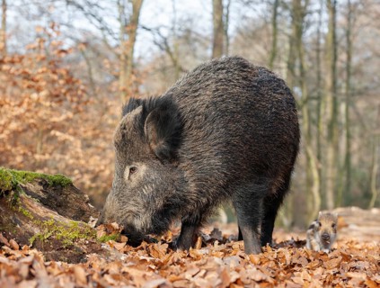 Wild boar, wild boar (Sus scrofa), a wild goat and a young boar looking for food in the forest,