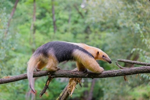 A southern tamandua (Tamandua tetradactyla), walks on a branch in a forest
