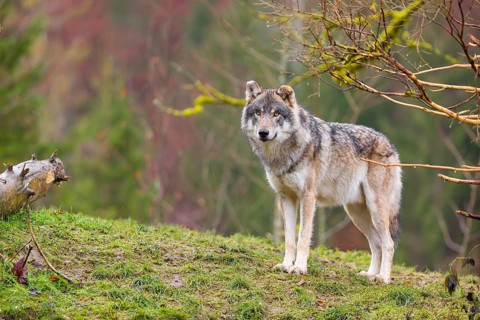 An adult male grey wolf (Canis lupus lupus) stands on a sloping meadow on a hill and observes the