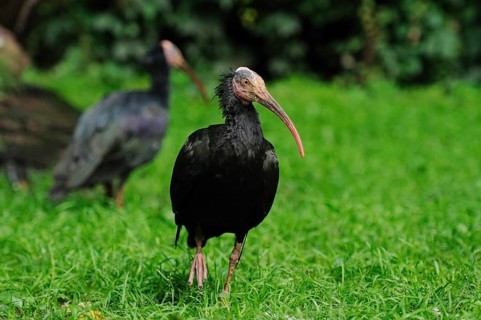 One ibis standing in the grass, the second one out of focus in the background, Northern Bald Ibis