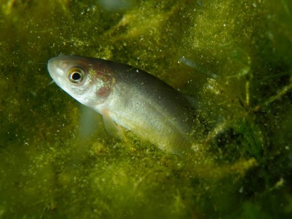 A tench (Tinca tinca) seeks shelter between dense green plants, dive site Wildsau, Berlingen, Lake