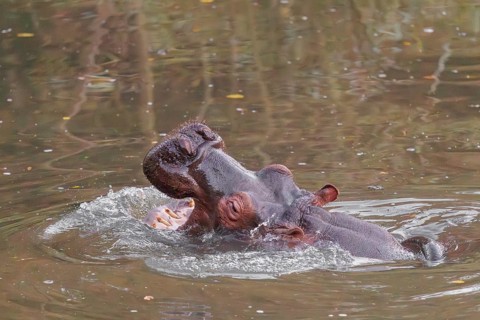 An adult hippopotamus (Hippopotamus amphibius) standing in shallow water with its mouth wide open