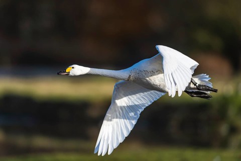Tundra Swan, Bewick's Swan, Cygnus columbianus in flight at winter in Slimbridge, England, United