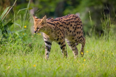 A male serval, Leptailurus serval, running across a green meadow
