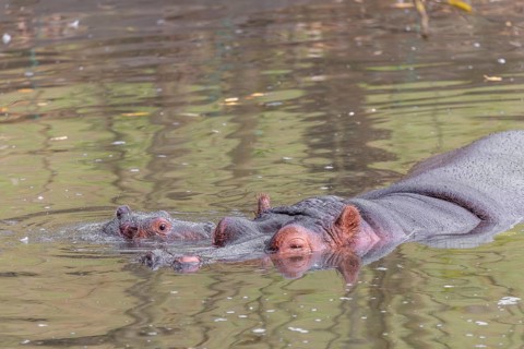A baby hippopotamus (Hippopotamus amphibius) and its mother swimming in a river