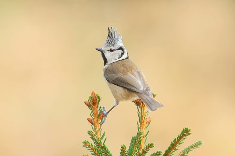 Crested Tit (Parus Scalloped ribbonfish) sitting on a spruce top, Wildlife, Animals, Birds,
