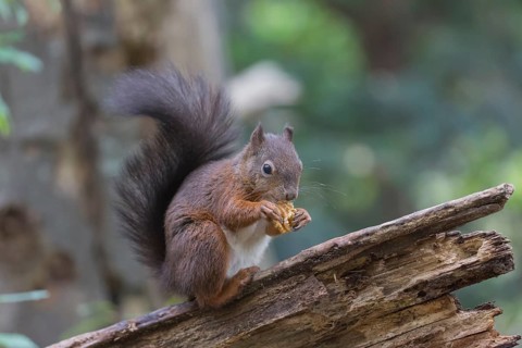 One Red squirrel or Eurasian red squirrel (Sciurus vulgaris) feeding on peanut. Trees in the