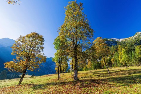 Nature conservancy area Grosser Ahornboden. Sycamore maple trees, Acer pseudoplatanus, in autumn.