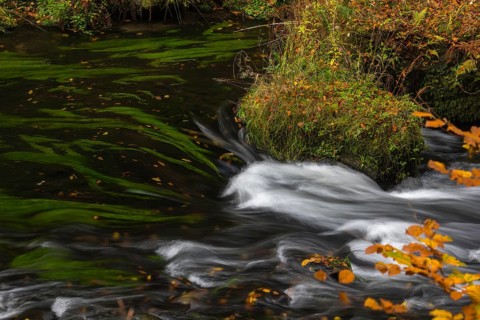 Flowing water with ferns and rocks in the Edmunds Gorge in autumn. River Kamnitz, Hrensko, Ustecky