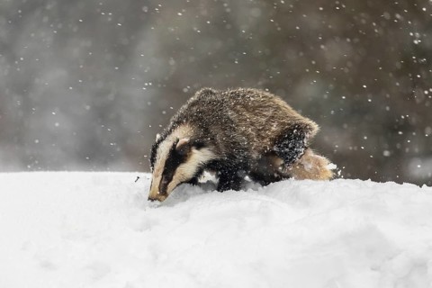 One young European badger (Meles meles) walking through deep snow during snow fall