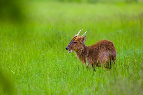 One male Reeves's muntjac (Muntiacus reevesi) stands on a green meadow