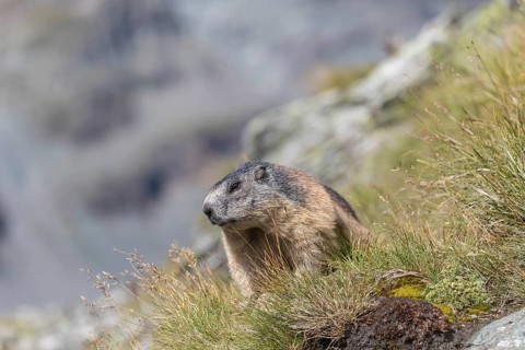 One Alpine Marmot, Marmota marmota, standing on a cliff watching for enemies. Green grass and