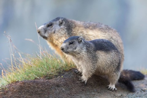 One adult Alpine Marmot, Marmota marmota, and one young marmot standing side by side. Mountains in