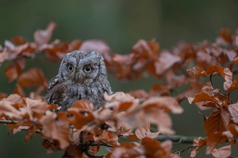One Eurasian scops owl (Otus scops)sitting on a twig of a beech tree, embedded in brown leafs