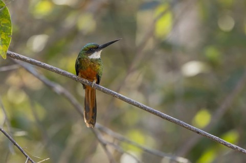 Rufous-tailed jacamar (Galbula ruficauda), on branch, Pantanal, Brazil, South America