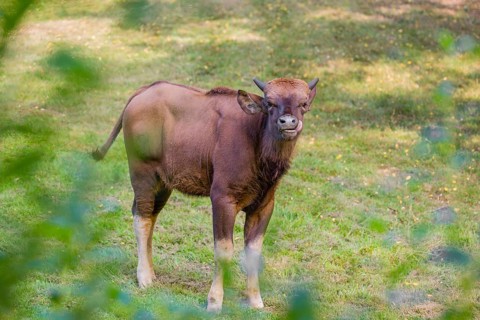 A young female Gaur (Bos gaurus gaurus) stands on a green meadow
