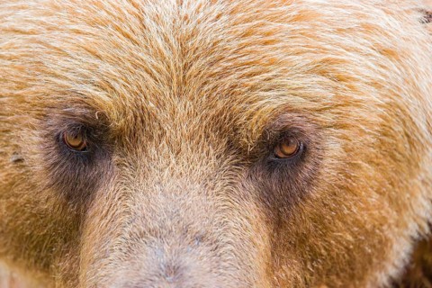Portrait of a Kamchatka brown bear (Ursus arctos piscator)