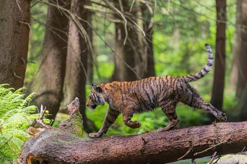 One young female Siberian Tiger, Panthera tigris altaica, crossing a creek deep in a forest over a