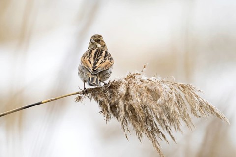 A reed bunting (Emberiza schoeniclus), female, standing on a reed stalk and looking into the