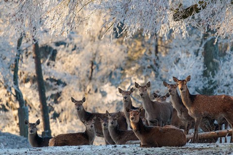 A herd of female red deer (Cervus elaphus) stands against the light in a meadow covered in