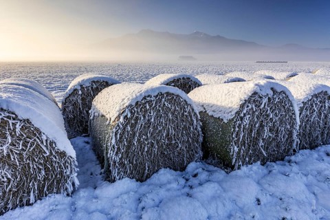 Hay bales, icy, hoarfrost, snow, morning light, fog, winter, mountains, Loisach-Lake Kochel moor,