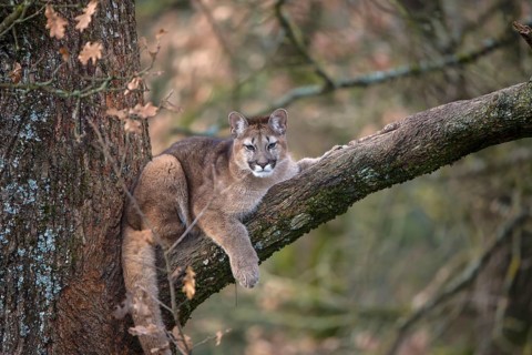One young adult cougar, Puma concolor, resting on a big branch high up in an oak tree