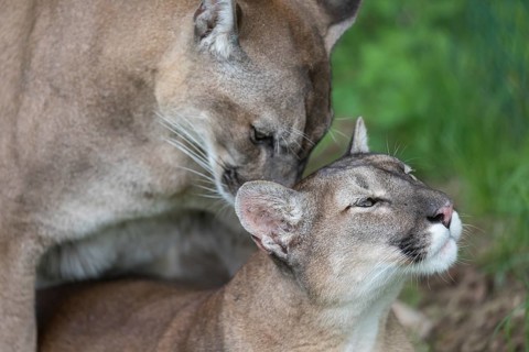 Two cougar, Puma concolor, portrait during mating act in a green meadow