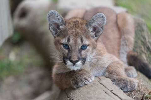 One cougar kitten, Puma concolor, resting on a log with some green vegetation in the background