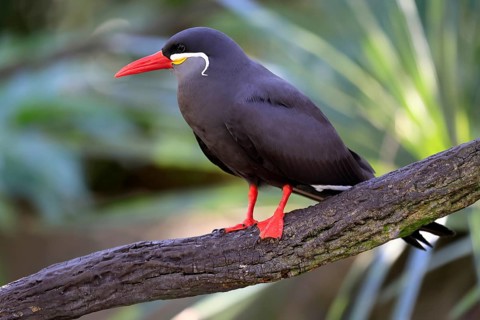 Inca Tern (Larosterna inca), adult, on tree, on wait, South America