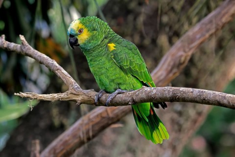 Yellow-headed Amazon (Amazona oratrix), adult, on wait, on tree, Central America, Central America