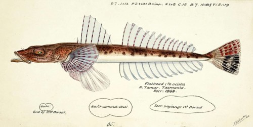Fish from the flathead family, Platycephalus sp., a genus of mostly marine, demersal ray-finned