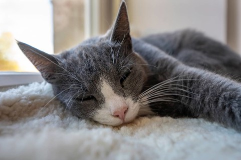 Sleeping cat, close up, Mecklenburg-Vorpommern, Germany, Europe