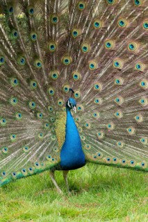 Indian peafowl or Peacock (Pavo cristatus) adult male bird displaying showing its tail feathers,