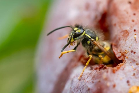 Common wasp (Vespula vulgaris) adult insect feeding on fallen fruit in a garden in summer, England,