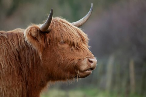 Highland cattle or cow (Bos taurus taurus) adult farm animal head portrait, England, United