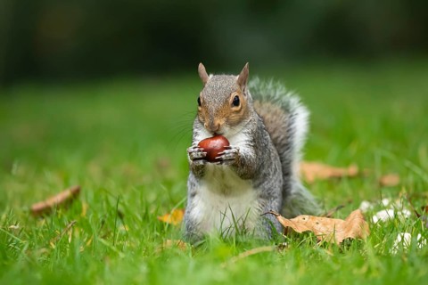 Grey squirrel (Sciurus carolinensis) adult animal feeding on a Horse chestnut tree nut or conker in