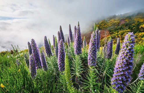 Madeira landscape with Pride of Madeira flowers and blooming Cytisus shrubs and mountains in clouds