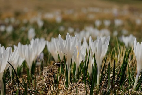 Crocuses with white flowers in a wide grassy landscape, lily of the valley (Convallaria majalis),