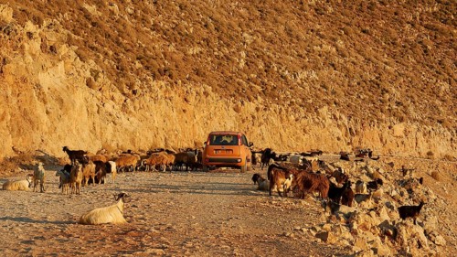 Goats blocking a dusty road in a rocky landscape in the light of the rising sun, sheep (e) or goat
